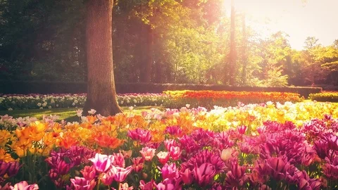 Walking in a park with multicolor spring flowers, 4k Stock Footage
