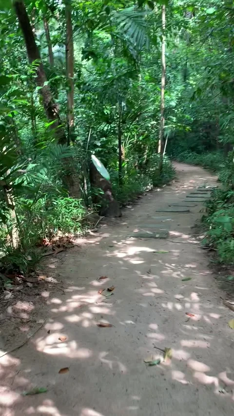 Walking in a park in Singapore Stock Footage 344578404