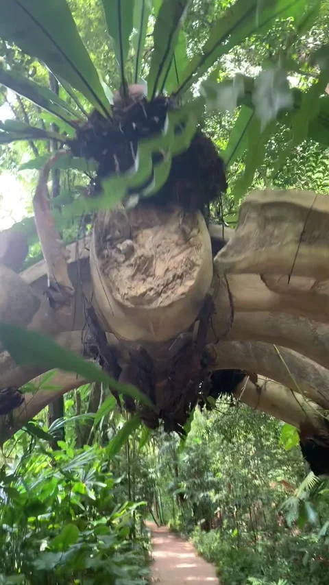 Walking in a park in Singapore Видео 344578887