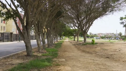 Walking in a park surrounded by trees by the side of the road Vidéo 149900774