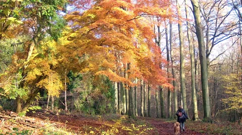 Walking in the park Tervuren. Stock Footage 35285943