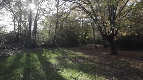 Walking in park under trees from POV perspective Video stock 167957526