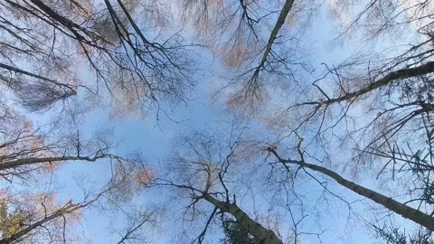 Walking in park view Stock Footage 326316134