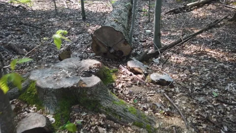 Walking Pass Cut Down Tree Trunk Over The Tree In The Forest Dappled Light Video stock 200931611