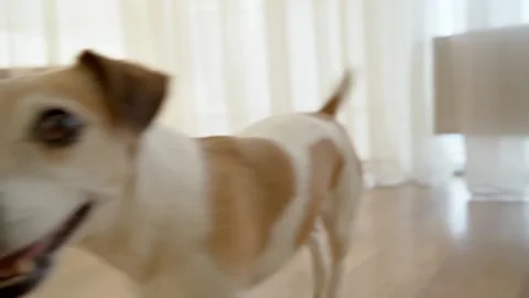Walking passing by funny small dog Stock Footage 134697740