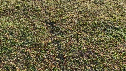 Walking passing green grass. Stock Footage 244332960