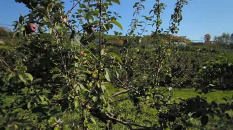 Walking past apple trees in profile with orchard in back ground Stock Footage 8836702