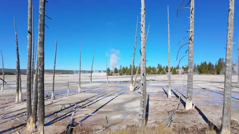 Walking Past dead Trees at Lower geyser Basin Yellowstone Stock Footage 320041215