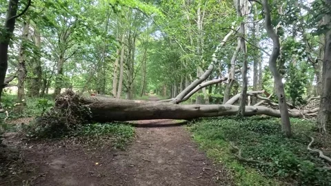 Walking past a fallen tree in the woods near Tyninghame House Stock Footage 313127998