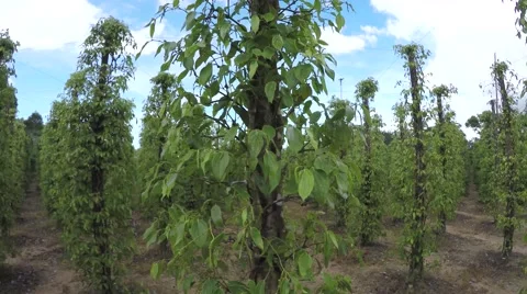 Walking past a field of black pepper plants with unripe drupes (Piper Nigrum) 4k Stock Footage 55790357