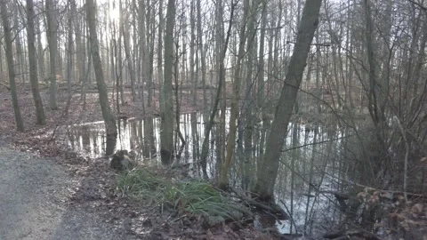 Walking past a forest pond Stock Footage 169108948