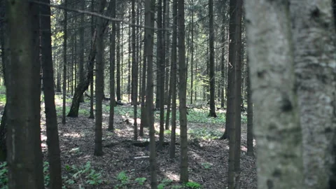 Walking past the grim shapes, dark summer forest. Walking past the forest Stock Footage 89718024