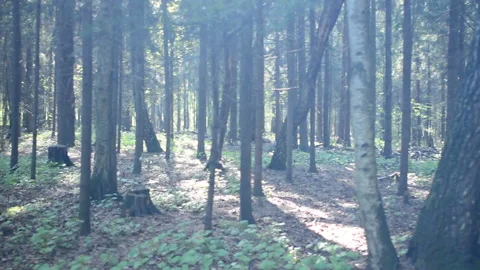 Walking past the grim shapes, dark summer forest. Walking past the forest Stock Footage 89718444