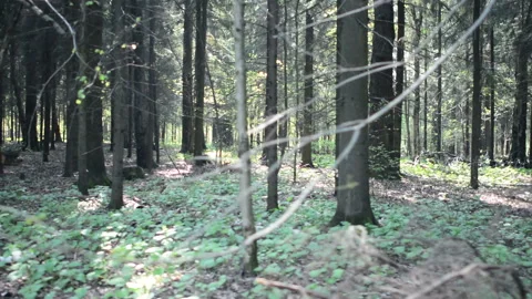 Walking past the grim shapes, dark summer forest. Walking past the forest Stock Footage 89718946