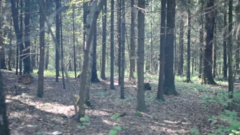Walking past the grim shapes, dark summer forest. Walking past the forest Stock Footage 89719053