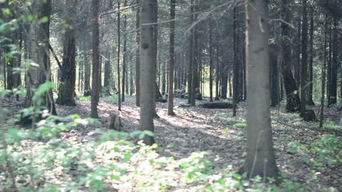 Walking past the grim shapes, dark summer forest. Walking past the forest Stock-Footage 89719461