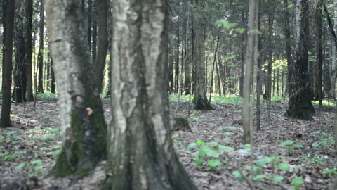 Walking past the grim shapes, dark summer forest. Walking past the forest Stock Footage 89719707