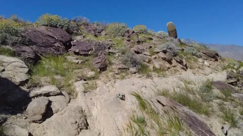 Walking Past Large Barrel Cactus on Desert Hiking Trail Stock Footage 331029618