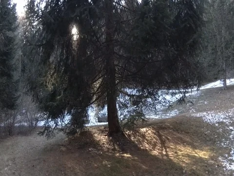 Walking Past Mighty Pine Tree, Trentino Italy, Flat Color Stock Footage 83585933