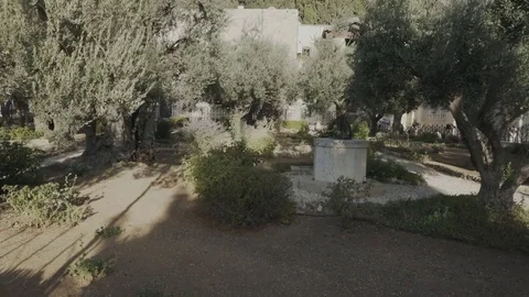 Walking past olive trees in the garden of gethsemane in jerusalem Stock Footage 71905053