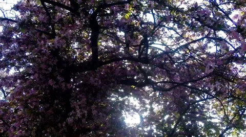 Walking past pink blossoms Stock Footage 49910367