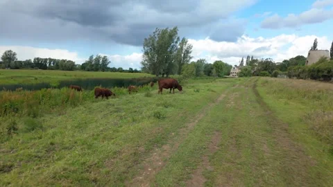 Walking past some friendly brown cows at the edge of the storm Stock Footage 336814060