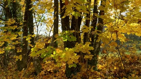 Walking Past Sunlit Autumn Trees With Golden Leaves Video stock 320831716
