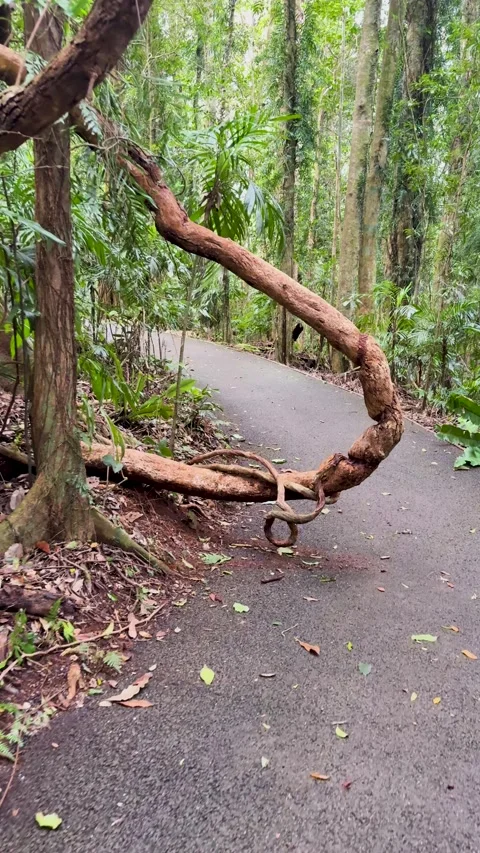 Walking Past Twisted Vine on Rainforest Trail in Dorrigo 库存影片 318645613