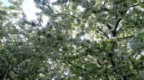 Walking past white blossoms Stock Footage 49910309