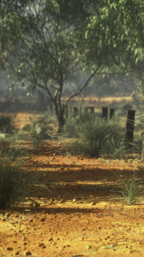 Walking path along a dirt road in a forest area during the morning hours Stock Footage 333568153