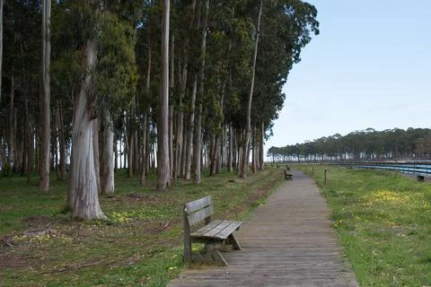 Walking path along the river between El Puntal and Rodiles. Wooden bench, euc Stock Photos