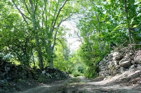 Walking path among the trees. Stock Photos