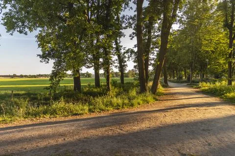 Walking path and a grass field in Eersel, The Netherlands surrounded by trees 스톡 사진