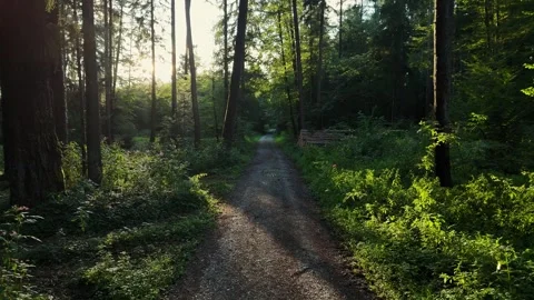 Walking path and sunlight in the forest in summer where the sun sets Stock Footage 315310663