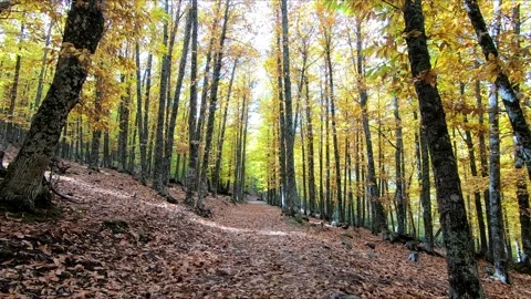 Walking on a path in an autumn forest Stock Footage 283866003