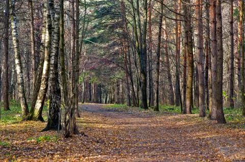 Walking path in autumn park Stock Photos