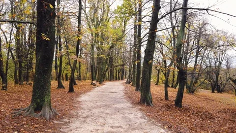 Walking on a path in beautiful autumn in the forest - Hungary, Hármashatár Stock Footage 129892237