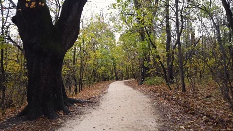 Walking on a path in beautiful autumn in the forest - Hungary, Hármashatár Stock Footage 129892275