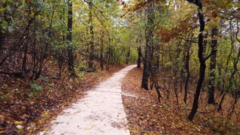 Walking on a path in beautiful autumn in the forest - Hungary, Hármashatár Stock Footage 129892384