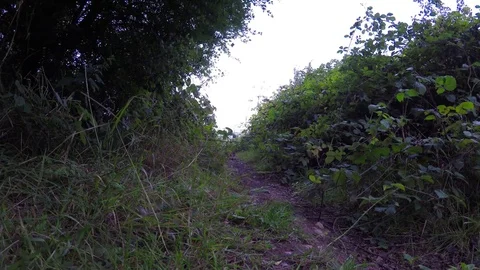 Walking path in a beautiful green park, a place of relaxation and active sport Stock Footage 78516866