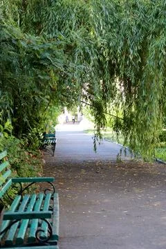 Walking path with benches under green trees in a park during daylight Stock Photos