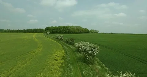 Walking path between green and yellow farm fields Stock-Footage 64880349