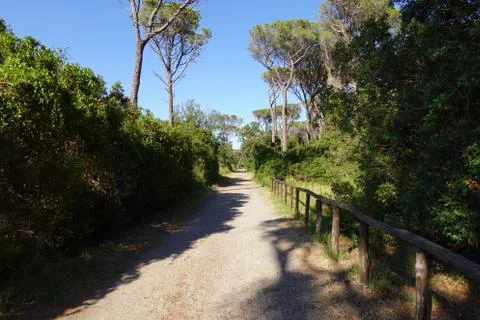 Walking path between pine tree forest in summer Stock Photos