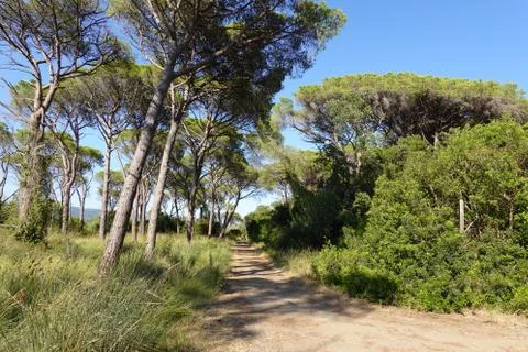 Walking path between pine tree forest in summer Stock Photos