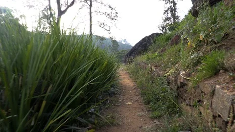 Walking path between the rows of tea bushes Stock Footage 104737460