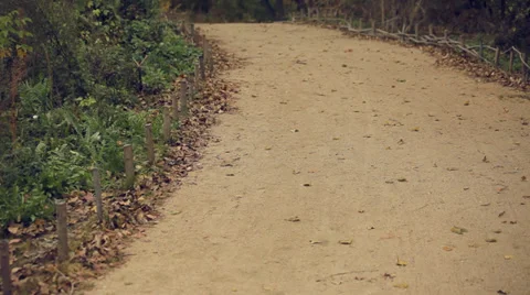 Walking path between trees in the park. Stock Footage 38860208