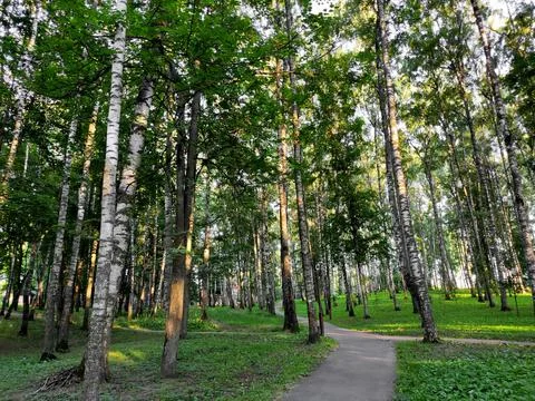Walking path in birch grove in the evening Foto stock