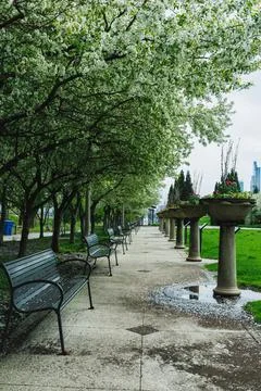 Walking path in a city park lined with trees and benches, showing puddles a.. 写真素材