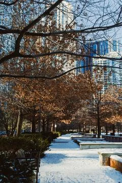 Walking path in a city park with trees and buildings in winter under a clea.. Stock Photos