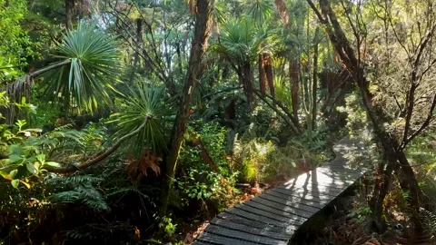 Walking Path on the Coromandel Forest Park : Exploring the Lush Native Fore.. Stock Footage 284882945